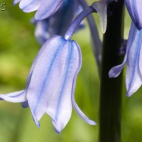 Spanish Bluebell
